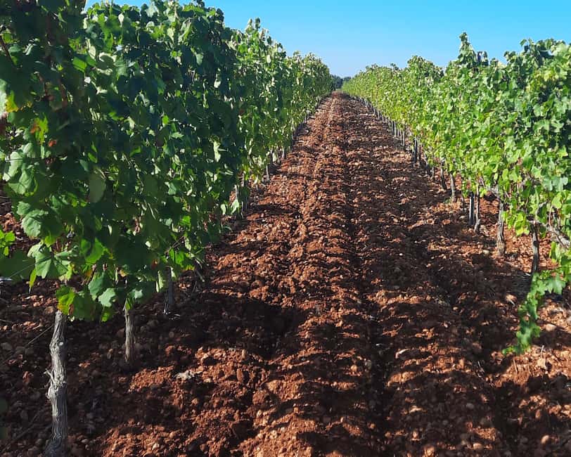 Mallorca: Wine Cellar Tour XL - 3 Wine Tastings incl. GERMAN - The unspoken part of wine tours: pacing, comfort, and tips for you