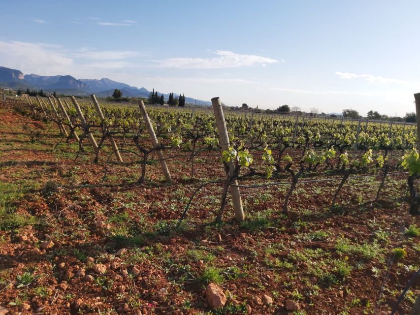 Mallorca: Wine Cellar Tour XL - 3 Wine Tastings incl. GERMAN - When you might want to buy bottles for home
