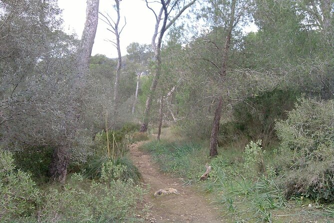 MTB guided tour in Bellver forest and Na Burguesa m.(E-MTB avai.) - Your bike setup: hard-tail, SRAM bike, and a helmet that matters