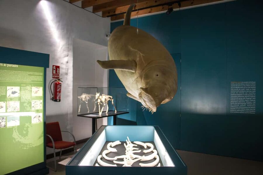 MUCBO | Jardí Botànic de Sóller - Balearic Museum of Natural Sciences - How long to plan for your MUCBO day in Sóller