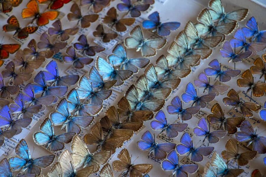 MUCBO | Jardí Botànic de Sóller - Balearic Museum of Natural Sciences - Price and value: what $11 gets you, and why it can be worth it