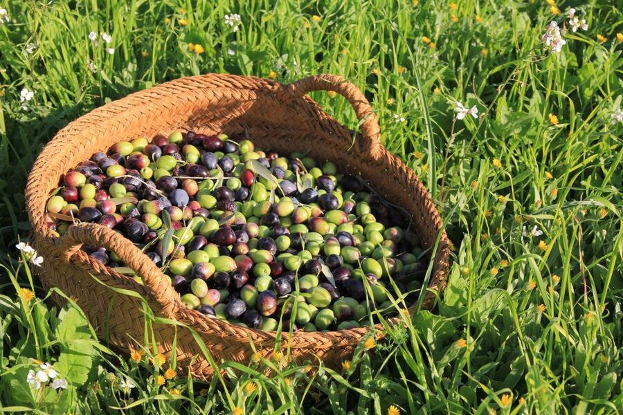 Olive plant and mill visit and tasting - Key things I think you’ll care about