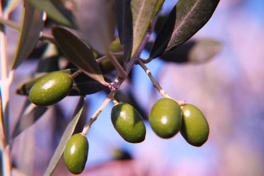 Olive plant and mill visit and tasting - Price and value: why $112 can make sense for 3 hours