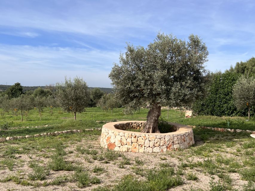 Olive plant and mill visit and tasting - Who should book this olive oil and mill visit
