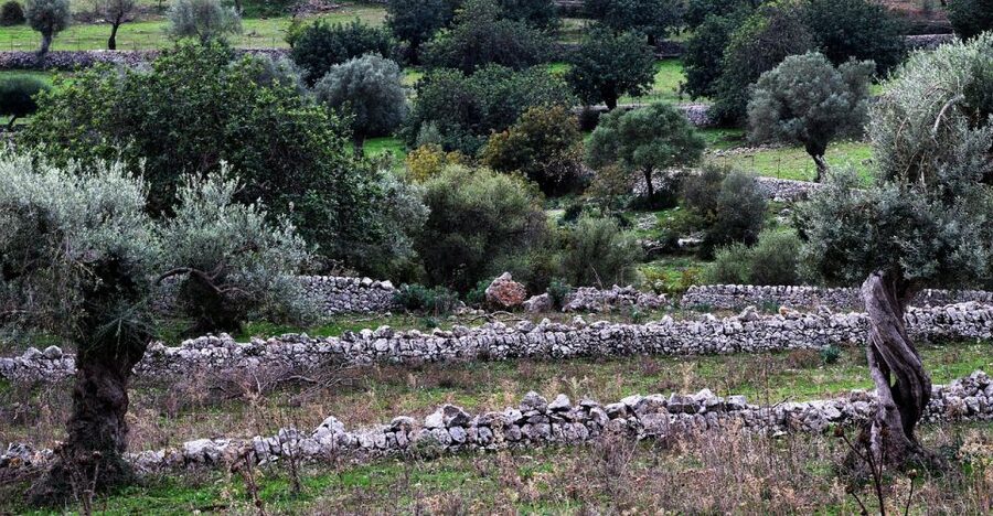 Olive plant and mill visit and tasting - Getting there from Palma: a short van ride, then you’re on the finca