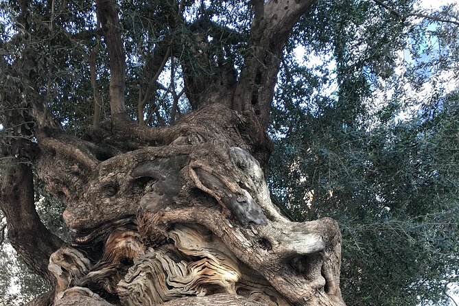 Palma de Mallorca: PRIVATE Local Food And Cathedral Experience - Private Local Guide, Including Daniela’s Style of Planning