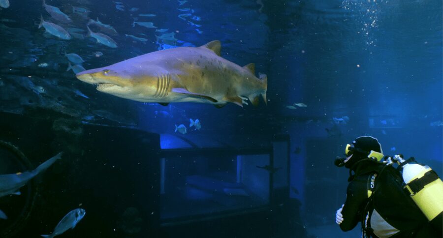 Palma de Mallorca: Shark Dive at Palma Aquarium - Key things I’d plan for at Palma Aquarium