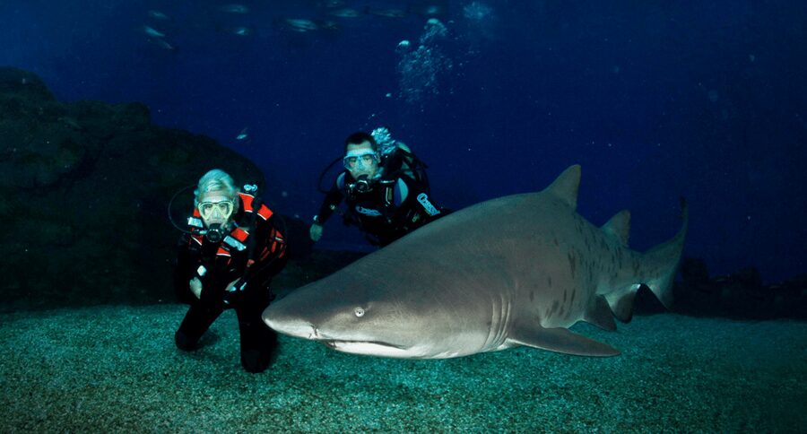 Palma de Mallorca: Shark Dive at Palma Aquarium - Why the Big Blue shark tank feels different from the usual aquarium