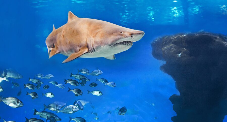 Palma de Mallorca: Shark Dive at Palma Aquarium - Sharks close up, plus what you can do with your camera