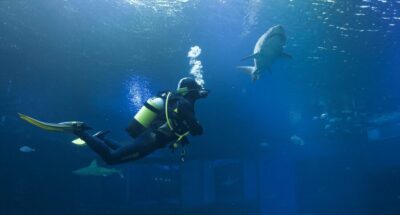 Shark Dive at Palma Aquarium
