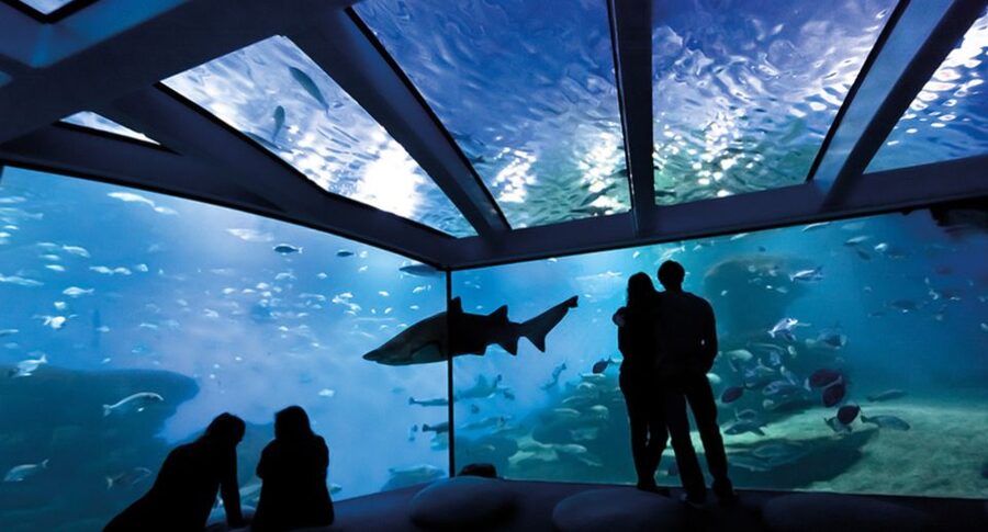 Palma de Mallorca: Shark Dive at Palma Aquarium - Value check: is $247 worth it?