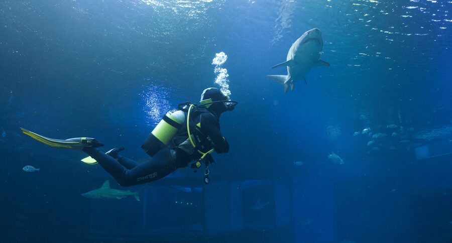 Palma de Mallorca: Shark Dive at Palma Aquarium - Your schedule at Palma Aquarium: briefing, underwater time, and a smart aquarium add-on