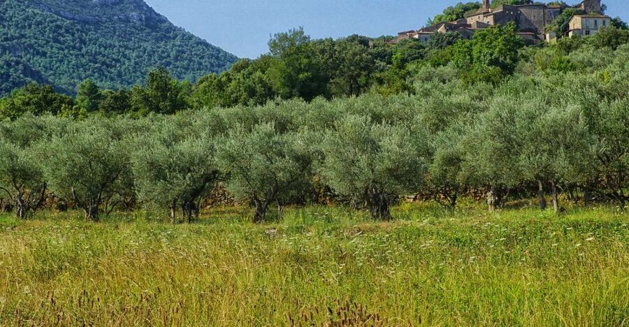 Palma de Mallorca: Son Juliana Wine Experience and Tasting - Who should book this Son Juliana tasting