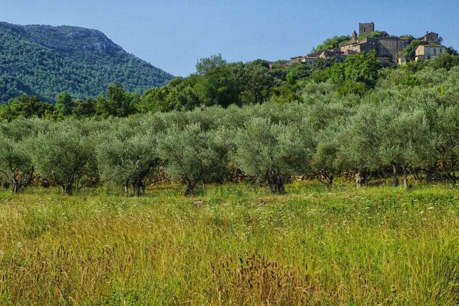 Palma de Mallorca: Son Juliana Wine Experience and Tasting - The 2-hour flow: estate visit, winery tour, then four wines