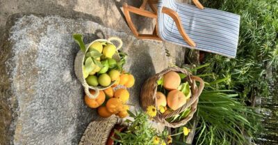 Orange Farm, Olive Mill, & Winery Tour with Tastings