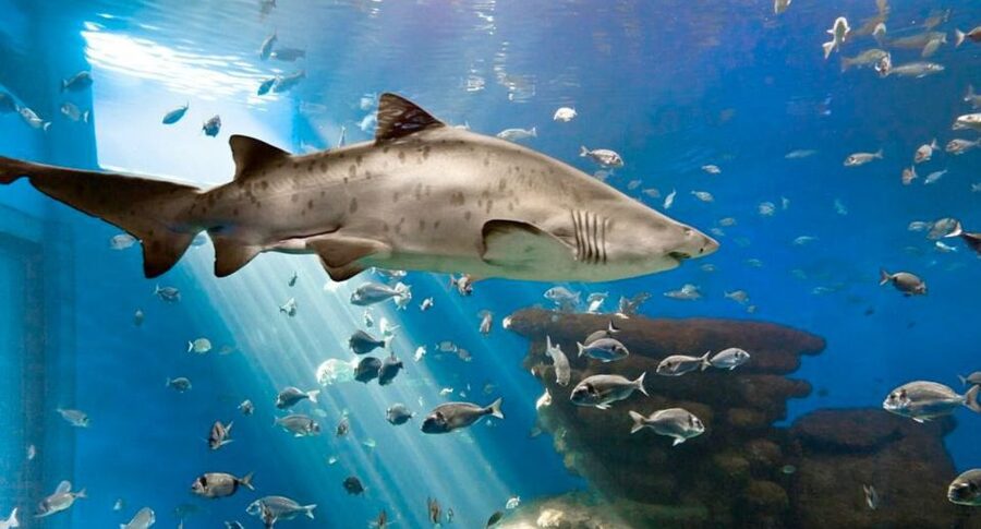 Palma: Palma Aquarium Ticket with Transfer Service - Key Highlights You’ll Actually Feel