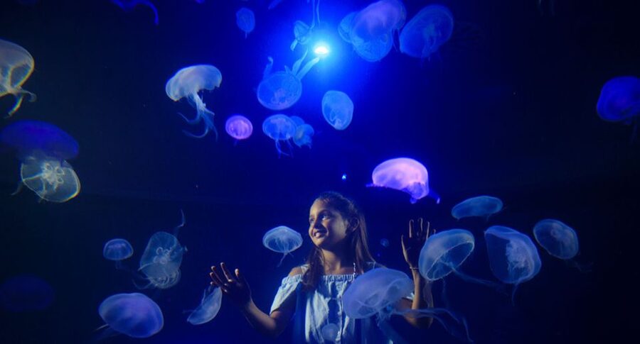 Palma: Palma Aquarium Ticket with Transfer Service - Onsite Add-Ons, Optional Experiences With Real Costs