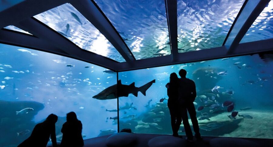 Palma: Palma Aquarium Ticket with Transfer Service - The Big Blue Shark Tank, Where the Deep-Ocean Feel Actually Comes Through