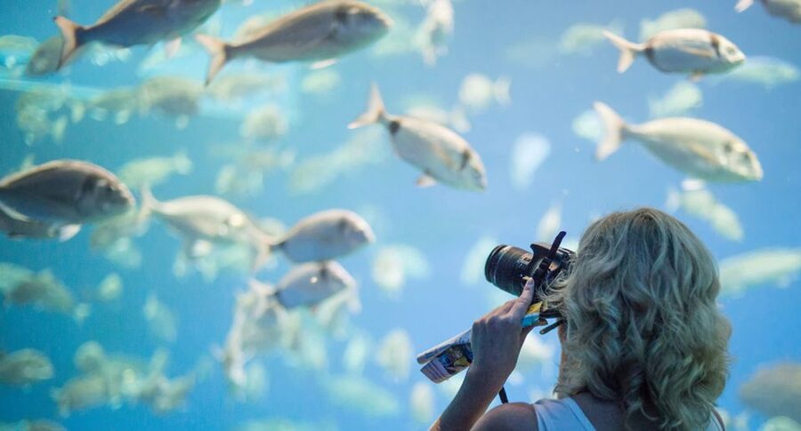 Palma: Palma Aquarium Ticket with Transfer Service - The Coral Exhibition and the Habitat Route, Your Chance to See Reef Color for Real