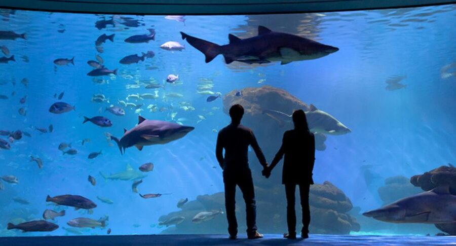 Palma: Palma Aquarium Ticket with Transfer Service - 8 Thematic Areas and Ocean Experts, How Learning Fits Without Killing the Fun