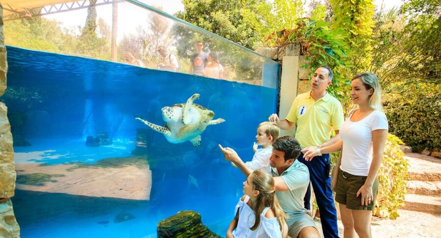 Palma: Palma Aquarium Ticket with Transfer Service - Daily Feedings for Sharks, Rays, Turtles, and Piranhas