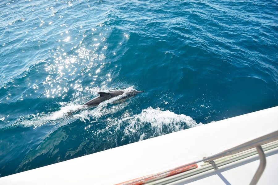 Pollença: Dolphin Watching Boat Excursion - Sunrise Dolphin Watching from Port de Pollença