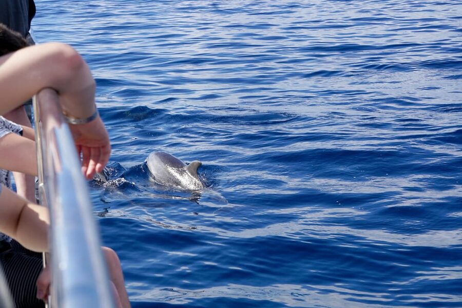 Pollença: Dolphin Watching Boat Excursion - Northern Mallorca Coast Views You’ll See Along the Way