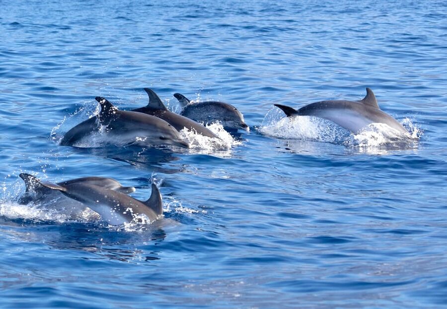 Pollença: Dolphin Watching Boat Excursion - The 3-Hour Morning Rhythm, Walk, Sunrise, Then Dolphins