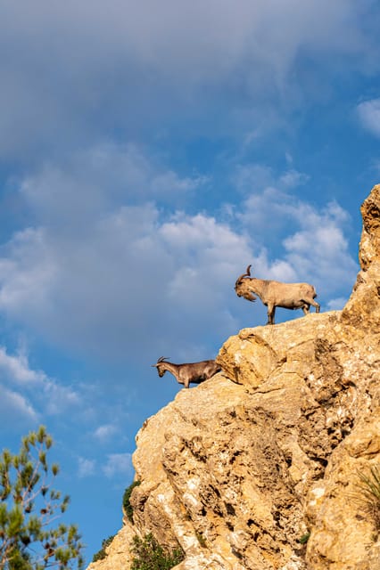 Port Andratx: Guided hiking tour into the sunset to Sant Elm - Picnic value and the real question: is $93 a good deal?
