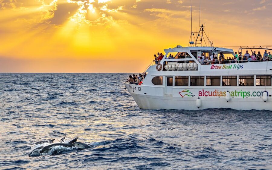 Port d'Alcudia: Sunrise at Sea & Dolphin Watching Boat Tour - Key things to know before you go