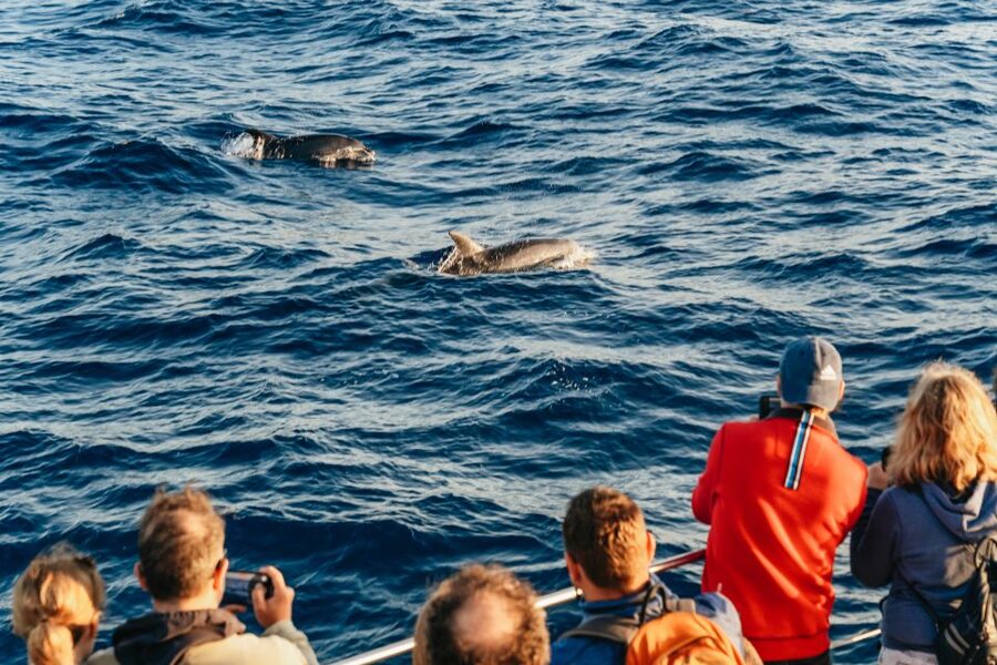 Port d'Alcudia: Sunrise at Sea & Dolphin Watching Boat Tour - Sunrise Off Mallorca’s North Coast