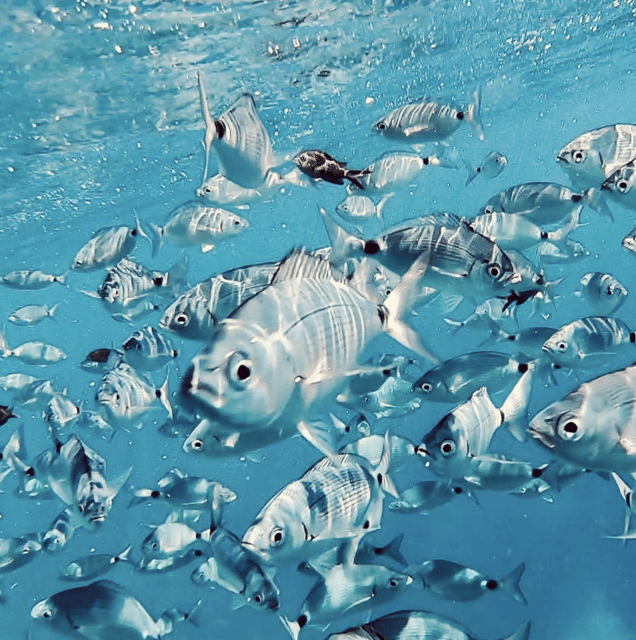 Port de Sóller: Snorkeling Tour with Professional Guide - Key takeaways before you book