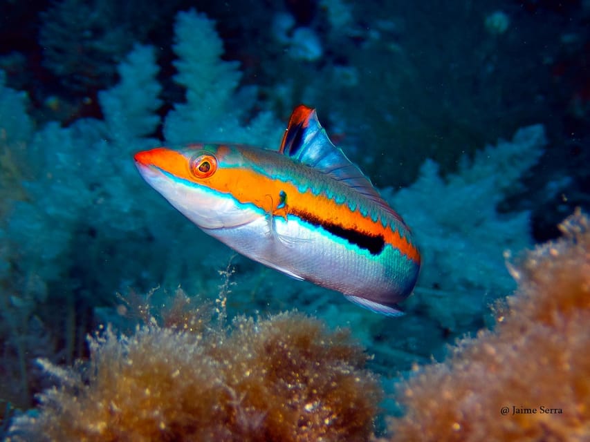 Port de Sóller: Snorkeling Tour with Professional Guide - Port de Sóller snorkeling: why this area works so well