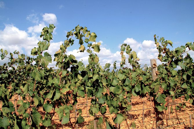 Sa Clasta Mallorca Wine Tours - Price and value: what you are really paying for
