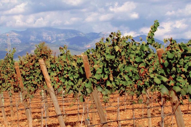 Sa Clasta Wine Tours, Mallorca - Tapas and tastings: how to get the most out of each stop