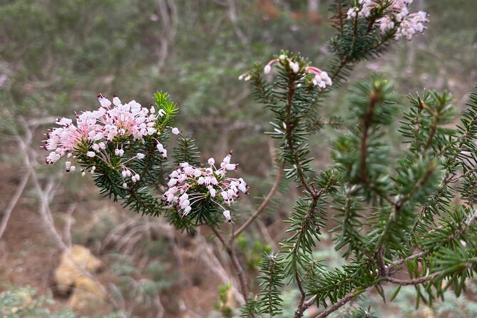 Sierra de Tramuntana hike with small picnic - Sierra de Tramuntana, a half-day way to get mountain time from Palma