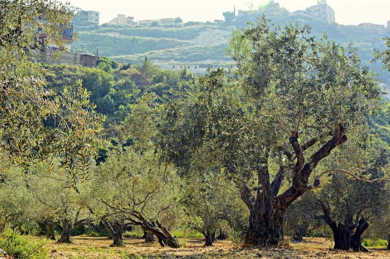 Small group- Exclusive Olive Oil & Wine Tour Mallorca - A Day Built Around Olive Oil and Wine, Not the Usual Stops