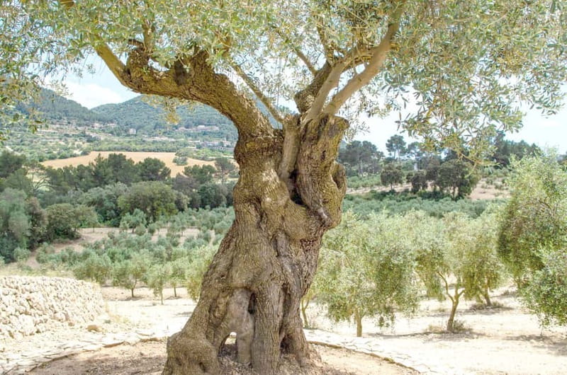 Small group- Exclusive Olive Oil & Wine Tour Mallorca - Traditional Olive Mill: Your Guided Extra Virgin Olive Oil Tasting