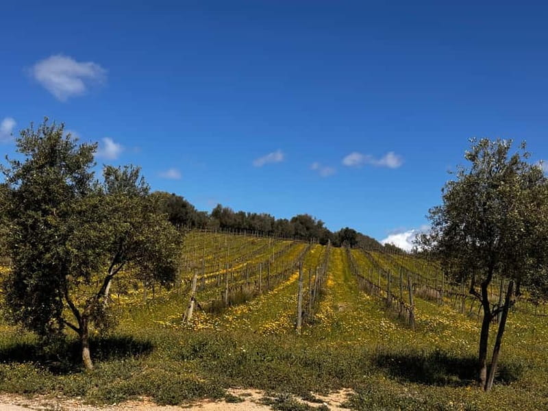 Small group- Exclusive Olive Oil & Wine Tour Mallorca - Price and Value: Is $221 Worth It?