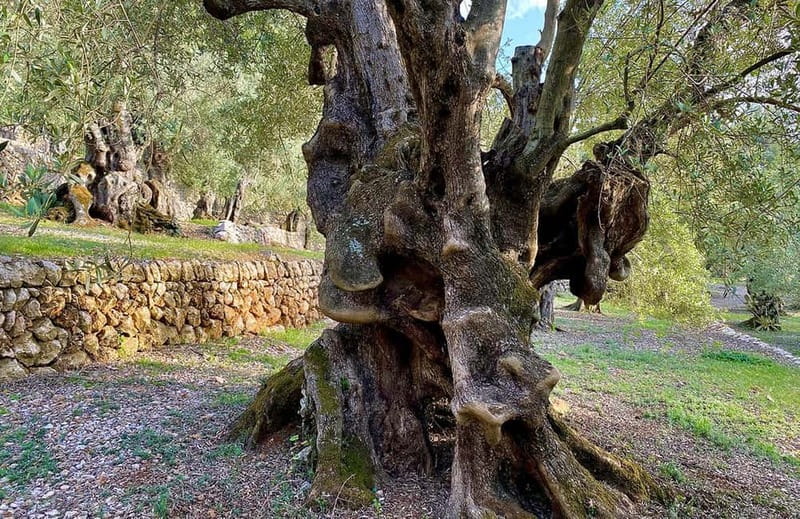 Sóller: Olive Oil Guided Tour and Tasting at Can Det Estate - Price and Value: Is $34 Worth It in Sóller?