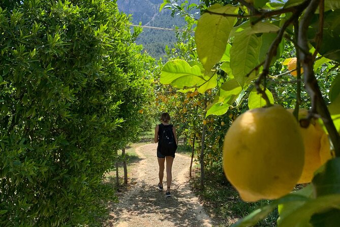 Soller Valley Private Tour and Walking in Orange Paradise - Timing, What to Pack, and Small Comfort Tips