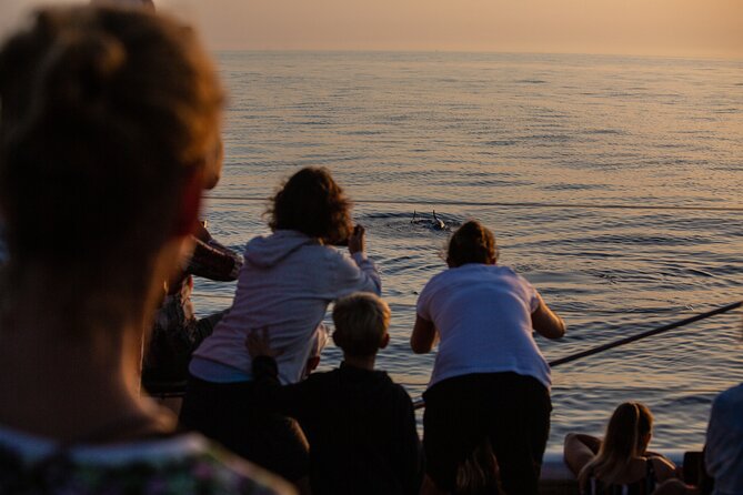 Sunrise Boat Trip in Mallorca with Dolphin-Watching - Stop by stop: how the morning unfolds from Alcúdia to Cap de Formentor
