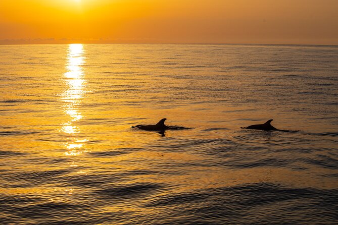 Sunrise Boat Trip in Mallorca with Dolphin-Watching - Dolphin watching expectations: what “close” usually means in practice
