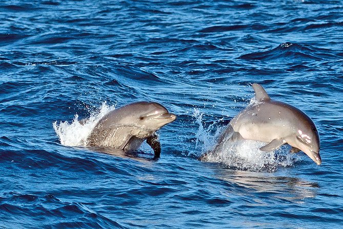 Sunrise Boat Trip in Mallorca with Dolphin-Watching - What you really pay for: a catamaran morning plus breakfast