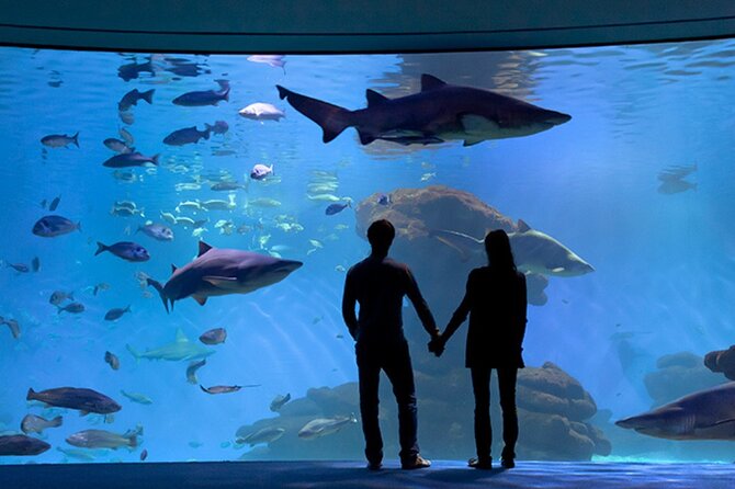 Ticket Palma Aquarium - Getting there from Carrer de Manuela de los Herreros