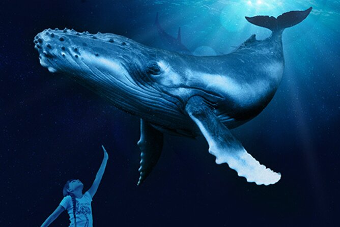 Ticket Palma Aquarium - Whale 3D cinema and the shark-feeding type moments