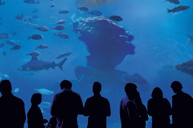 Ticket Palma Aquarium - Family-friendly extras when you want a break from the beach