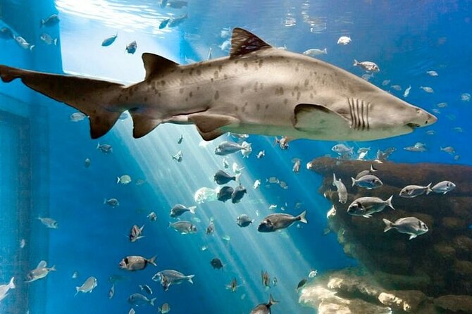 Ticket Palma Aquarium - A 3-hour plan that works with how the aquarium is set up