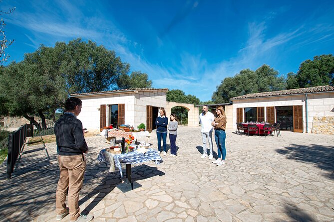 Tour to olive grove and olive mill, oil tasting and snack - Price and value, why about $59.64 can work for you