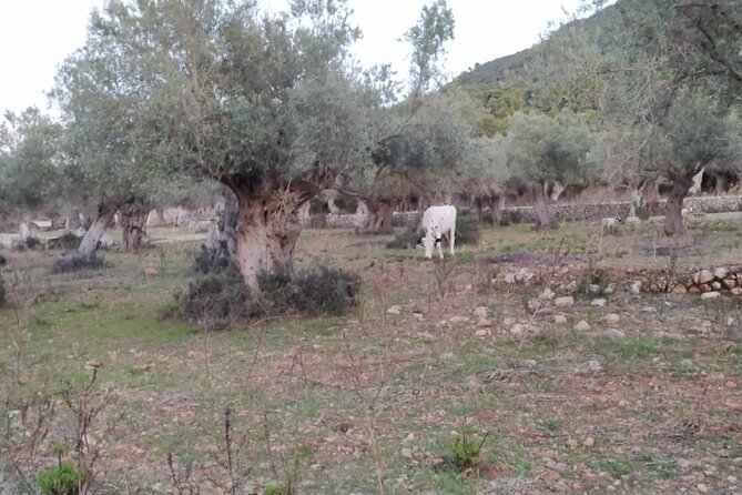 Valldemossa lookouts and S'Estaca - Ramon Llull’s cave: when the tour slows down for ideas